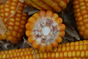 Ile kosztuje zakiszanie ziarna kukurydzy w rękawie?