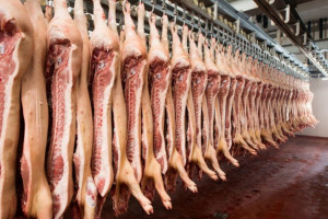 UE: W ciągu roku dokonano uboju 257 mln świń