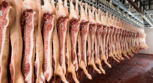 UE: W ciągu roku dokonano uboju 257 mln świń