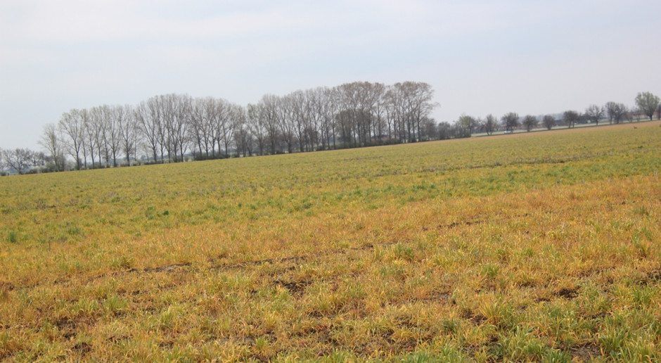 Ewentualne wycofanie glifosatu może mieć bardzo negatywne skutki dla produkcji rolnej; Fot. Anna Kobus Potencjalne skutki wycofania glifosatu mogą być dotkliwe dla Polski