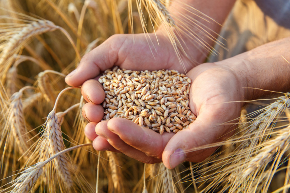 Pomiar wilgotności ziarna jest podstawowym wskaźnikiem terminu zbioru zbóż, fot. Shutterstock
