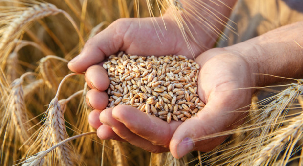 Żniwa 2021: Płody rolne podrożały, coraz większa obawa o jakość