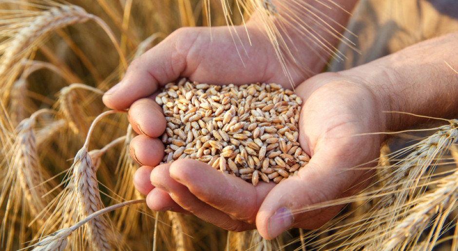 Fot. Shutterstock Strobel: KOWR przejął nadzór nad Elewarrem