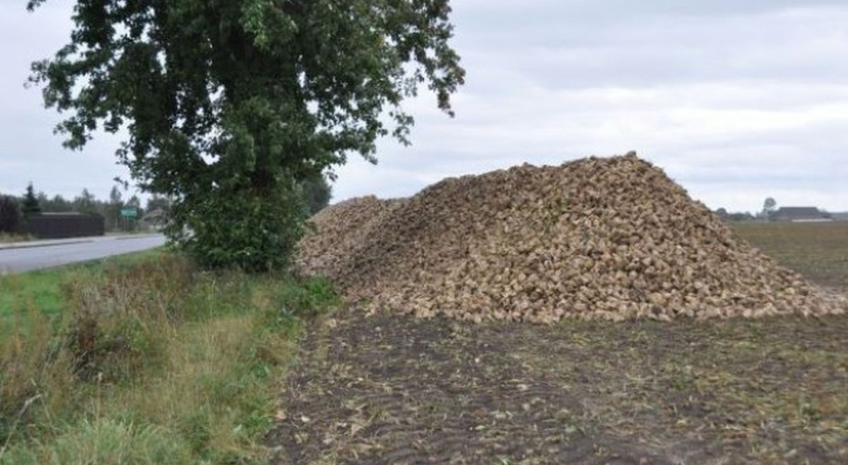 Trwa kampania cukrownicza, fot. M. Tyszka Pogoda utrudnia zbiory buraka cukrowego