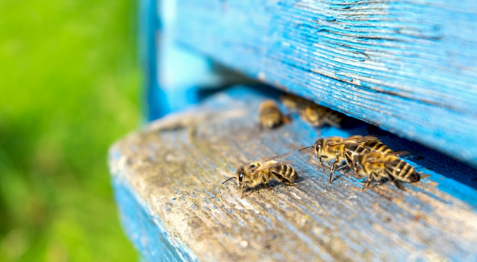Fot. Shutterstock Podkarpackie: Bardzo słaby sezon pszczelarzy; 6-7 kg miodu z ula