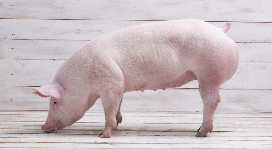 Fot. Shutterstock Lubelskie: 99. ognisko ASF u trzody chlewnej