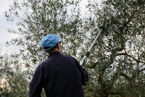 Włochy: Plaga kradzieży winorośli, oliwek i migdałów w Apulii