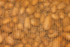 Niemcy: Zbiory ziemniaków przekroczą 11 mln ton