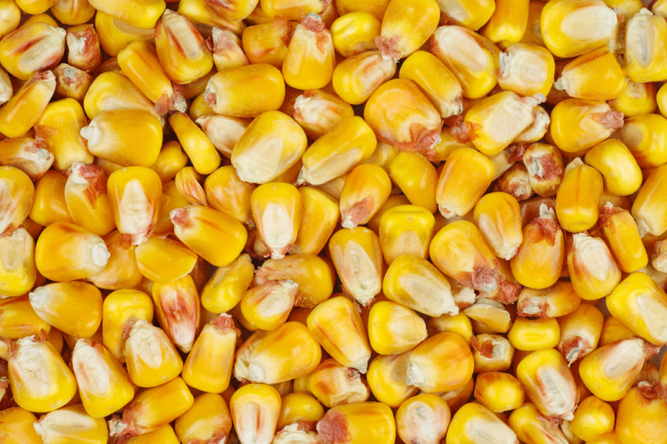 Kukurydza ziarnowa nie jest jeszcze zbierana, Fot. Shutterstock
