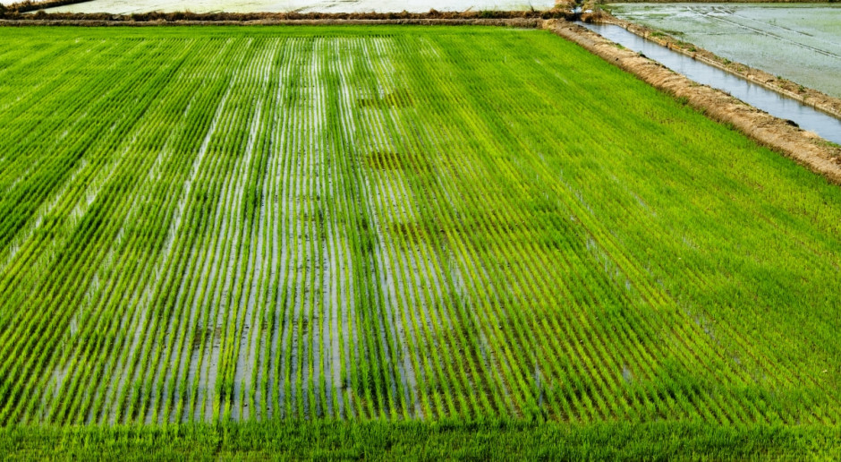 Fot. Shutterstock Włochy: Będą skrupulatne kontrole jakości ryżu