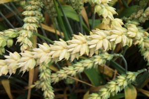 FAO: Rekordowa produkcja zbóż