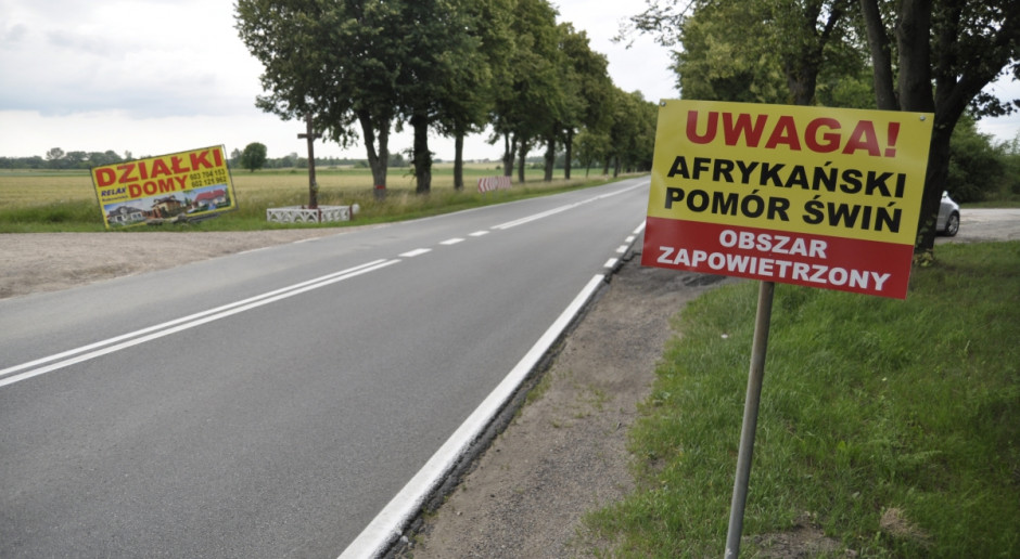 Fot. A. Królak Setne ognisko ASF u trzody chlewnej w Polsce