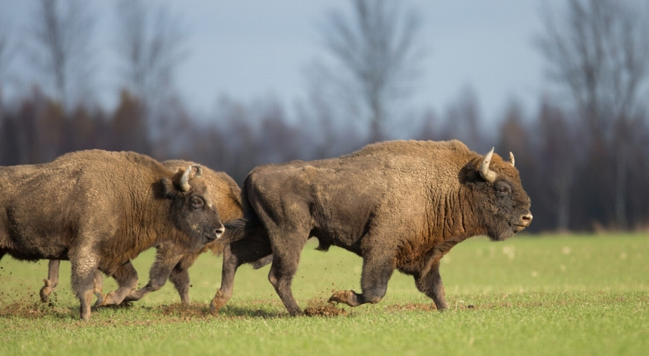 Żubry w Puszczy Knyszyńskiej, fot. Shutterstock GDOŚ wydał zgodę na odstrzał do 40 żubrów w puszczach Knyszyńskiej i Boreckiej