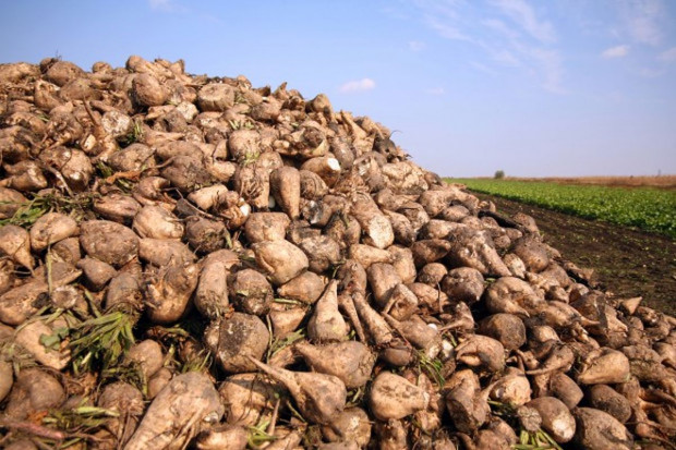 Od 1 października rynek bez kwot cukrowych. Co to oznacza dla plantatorów buraka?