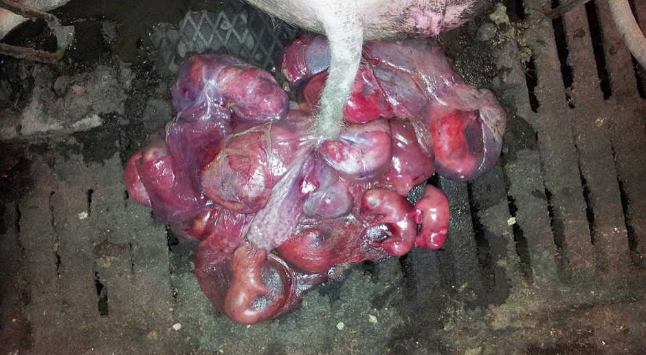 Zespół rozrodczo-oddechowy świń (Porcine Rreproductive Respiratory Syndrome) jest uważany przez większość lekarzy weterynarii i hodowców na całym świecie za najistotniejszą jednostkę chorobową trzody chlewnej Zespół rozrodczo-oddechowy świń - profilaktyka stada podstawowego