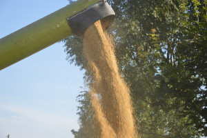 FAO: Światowe zapasy zbóż coraz większe