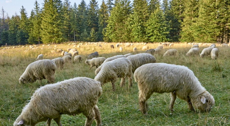 Fot. Shutterstock Dobiega końca tegoroczny wypas owiec na górskich pastwiskach