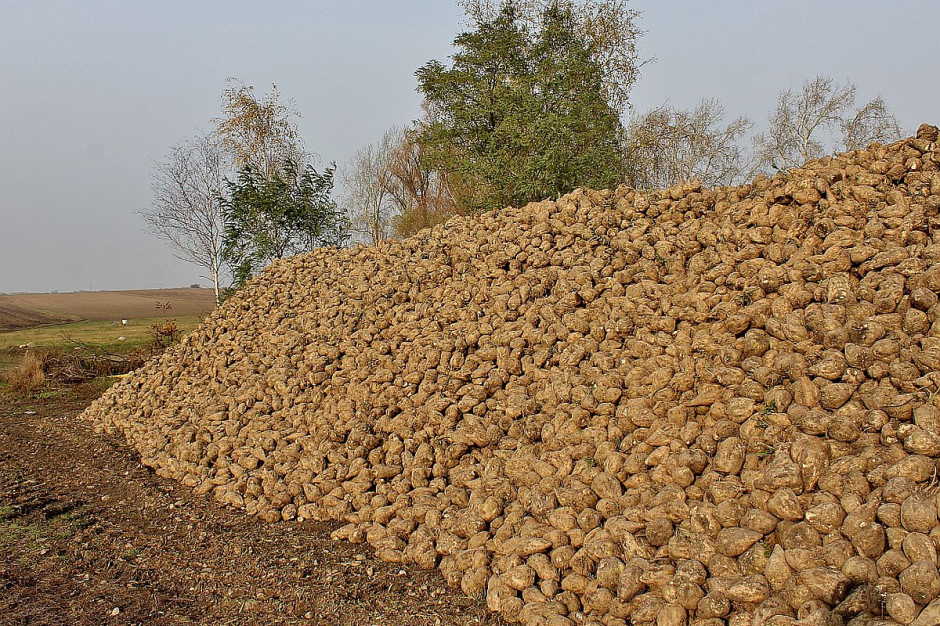 Do 8 września rolnicy zebrali 3,3 mln ton buraków cukrowych z 91,8 tys., przy średnim plonie 37,33 tony / ha; Fot. PTWP