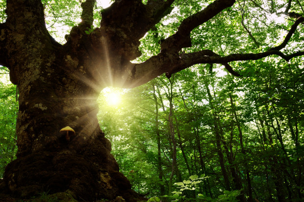 Ekolodzy poszukują drzew, których historia łączy ludzi i przyrodę