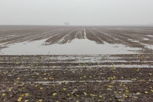 Pogoda znowu utrudnia siewy, najgorzej jest na północy kraju 