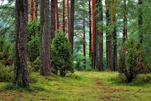 Warmińsko-mazurskie: Ponad 100 pouczeń za wejście do lasu i 8 mandatów za wjazd