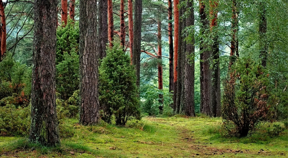 NFOŚiGW: Trwa unijny konkurs dla parków narodowych (Fot.pixabay .com) Unijny konkurs dla parków narodowych