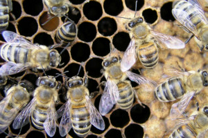 Greenpeace: rusza 5. edycja akcji "Adoptuj pszczołę"