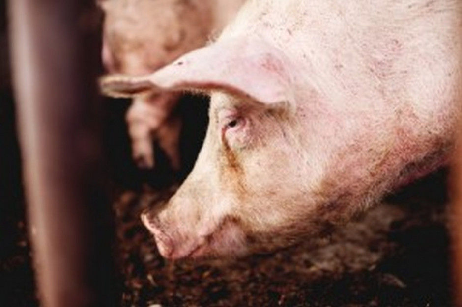 Według wspólnoty interesów niemieckich hodowców świń (ISN) w 40. tygodniu 2017 r. nadal spadły ceny na rynkach świń rzeźnych (Fot. Shutterstock)