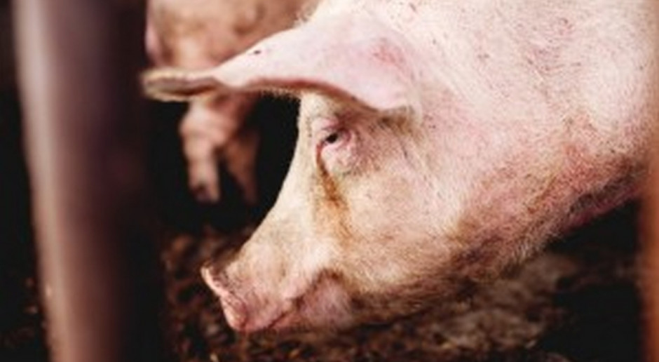 Według wspólnoty interesów niemieckich hodowców świń (ISN) w 40. tygodniu 2017 r. nadal spadły ceny na rynkach świń rzeźnych (Fot. Shutterstock) UE: Ceny świń rzeźnych nadal spadają