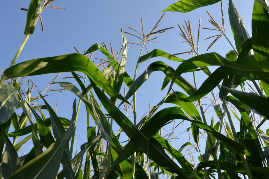 Jak wygląda rynek kukurydzy nasiennej?, fot. M. Tyszka