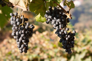 Zezwolenie na zwiększenie naturalnej objętościowej zawartości alkoholu w polskich winach