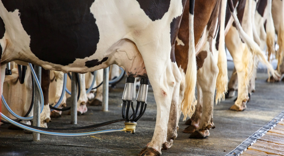 Fot. Shutterstock Debiut polskich produktów nabiałowych na Global Dairy Trade