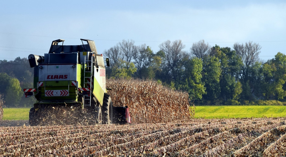 Korekta w górę światowej prognozy produkcji kukurydzy spowodowana jest spodziewaną większą produkcją w Chinach i USA ; Fot.pixabay FAO: Lekki wzrost prognozy światowej produkcji zbóż