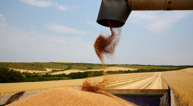 FAO: W październiku wzrosły prognozy światowych zapasów zbóż
