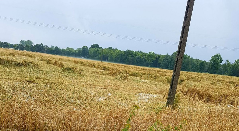 Gmina Okonek, 30 lipca; fot. Urząd Miejski Lipcowe klęski rolników obojętne rządowi