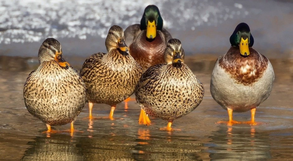 W Szwajcarii ptasią grypę stwierdzono u dwóch łabędzi niemych i dwóch kaczek krzyżówek (Fot.pixabay.com) Ptasia grypa w Szwajcarii
