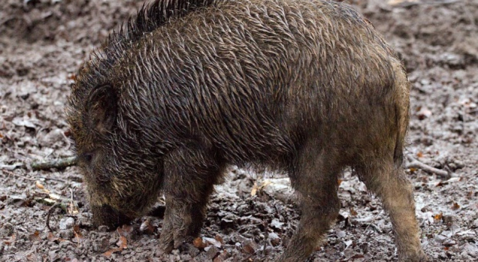 Fot.Pixabay.com Piętnaście nowych przypadków ASF w Polsce