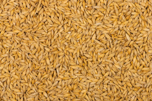 Wielka Brytania: Zebrano więcej ziarna zbóż