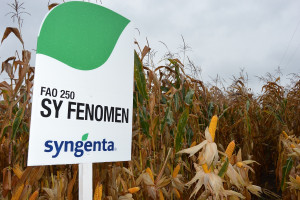 Syngenta - kukurydziane pola klasy S 2017 w Cykowie