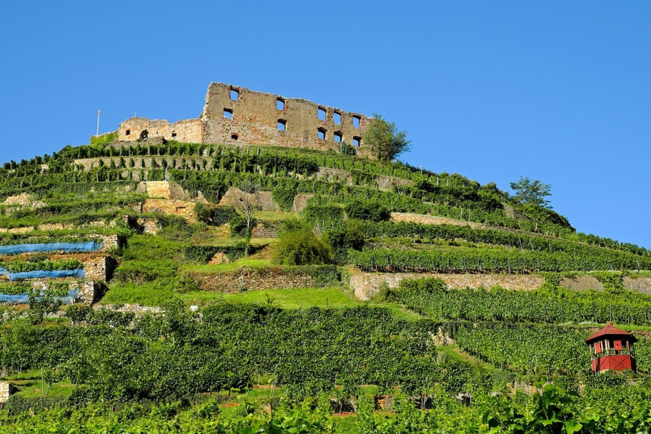 Nowe szacunki wskazują na wyjątkowo niskie plony winorośli w UE ze względu na zmiany klimatu - jakość jest jednak wysoka (Fot.pixabay.com)