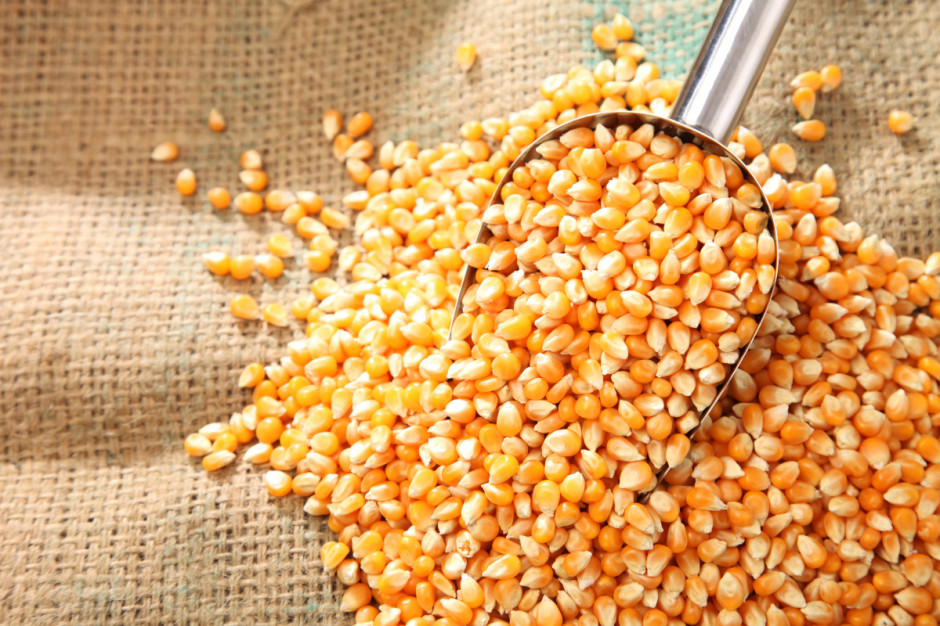 Nowa taryfa na import kukurydzy, sorgo i ryżu do UE z krajów trzecich wynosi obecnie 5,61 euro/t; Fot. Shutterstock