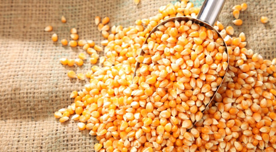 Nowa taryfa na import kukurydzy, sorgo i ryżu do UE z krajów trzecich wynosi obecnie 5,61 euro/t; Fot. Shutterstock UE: Redukcja ceł importowych na kukurydzę, sorgo i ryż