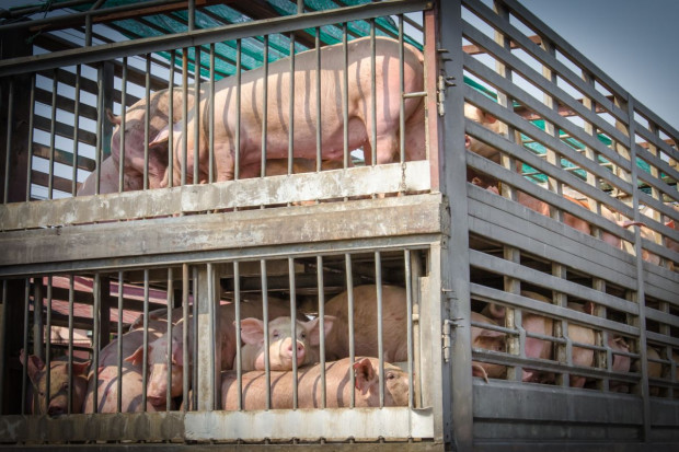 Holandia: Mniej świń sprzedanych za granicę