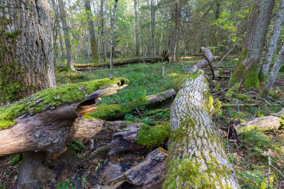 W liście udostępnionym w czwartek PAP naukowcy piszą, że Polska, wspólnie z Białorusią ponosi odpowiedzialność za los Puszczy Białowieskiej, "unikatowego kompleksu leśnego, kształtowanego od 12 tysięcy lat przez procesy naturalne", Fot. Shutterstock