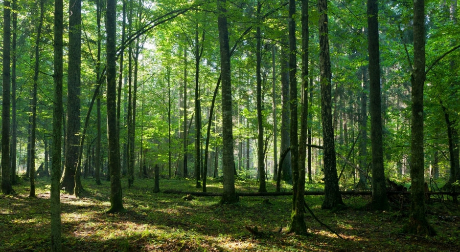 Fot. Shutterstock Szyszko: Jesteśmy unikatem pod względem bioróżnorodności