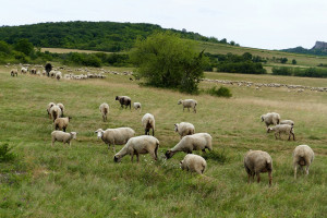 Węgry: Coraz więcej osób zajmuje się hodowlą owiec