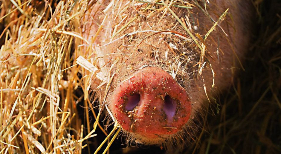 fot. Shutterstock Odszkodowania za „ubój bioasekuracyjny” po odwołaniu do sądu lub MRiRW?