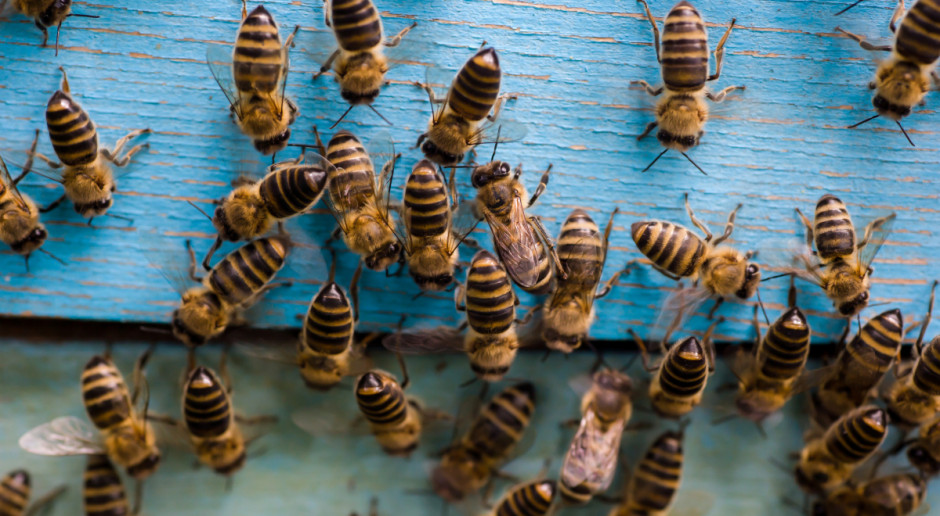 Fot. Shutterstock Spolana z grupy Unipetrol ma pszczelą pasiekę