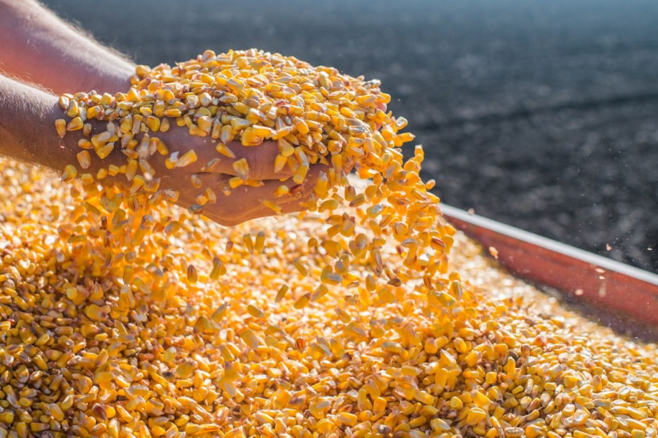 Na ostatniej sesji tygodnia cena kukurydzy na MATIF spadła o 1,3 proc. do 150,0 euro/t; Fot. Shutterstock