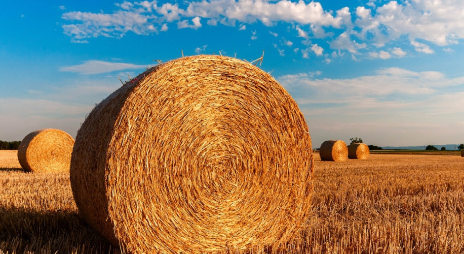 Szwecja prawie bez słomy, a ceny poszybowały w górę... Fot.pixabay.com Szwecja prawie bez słomy